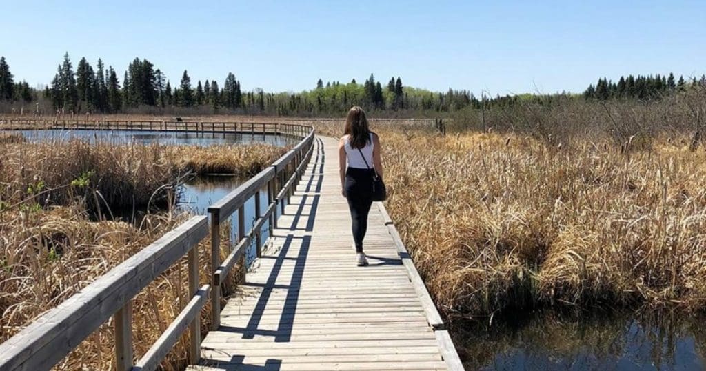 Person walking on the marsh boardwalk in spring.