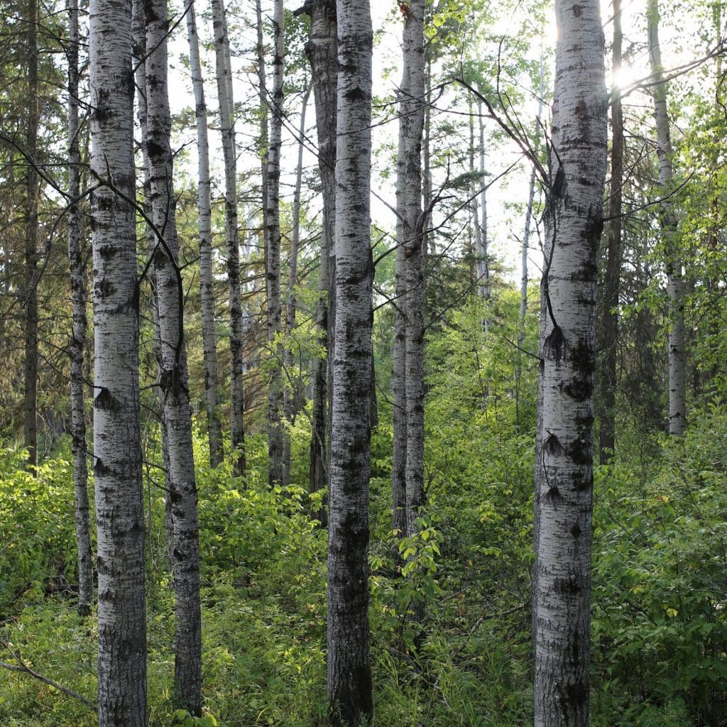 Birch trees at Arrowhead Trail